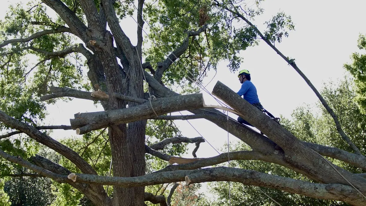 Professional Hazardous Tree Removal performed by certified arborists in Foley